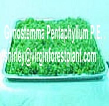Gynostemma Pentaphylium P.E. (Shirley At Virginforestplant Dot Com)